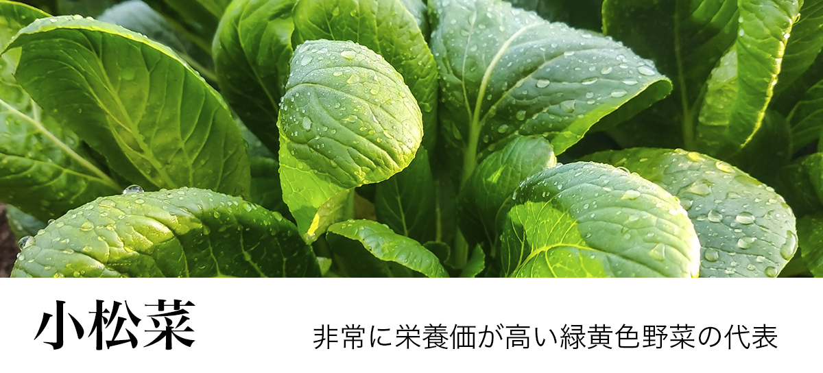 食育大事典の今月のおすすめは小松菜です