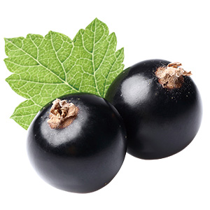 カシス 食育大事典